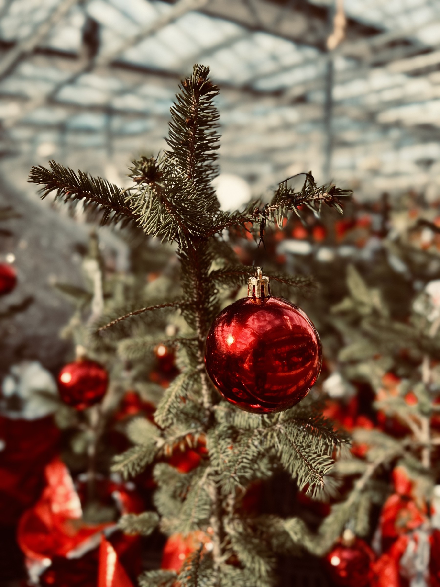 Red Christmas ornament hanging from evergreen branches inside Maple Leaf Farms in Manalapan, New Jersey