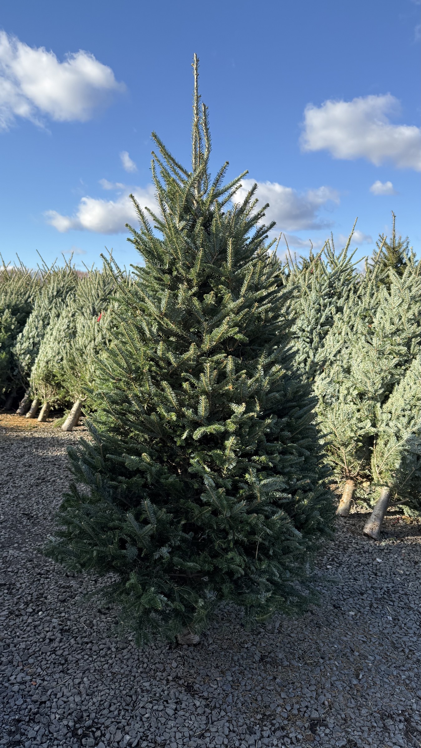 Fresh Christmas tree standing in the outdoor tree selection at Maple Leaf Farms in Manalapan, New Jersey