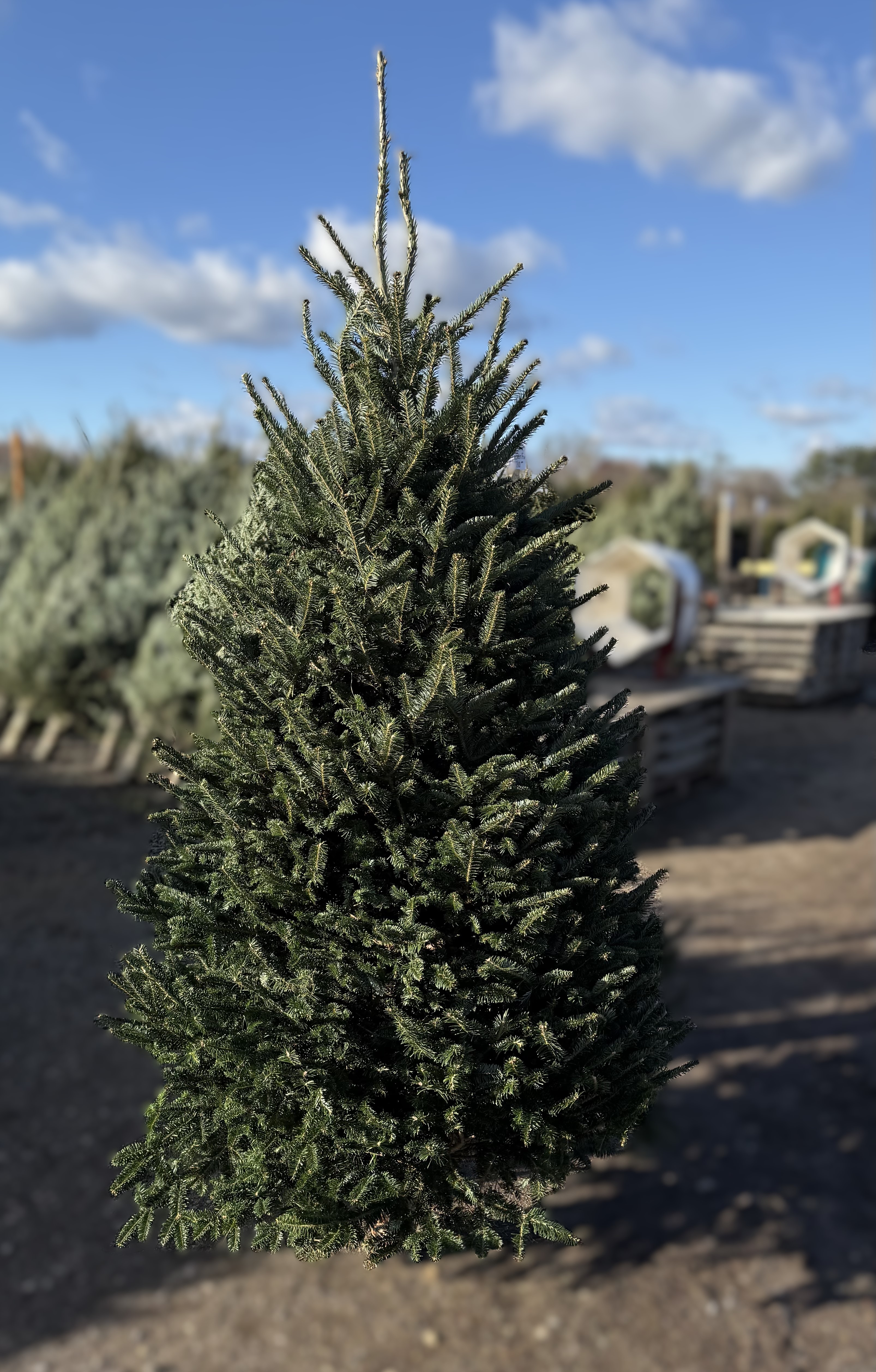 A beautiful tree, ready for home