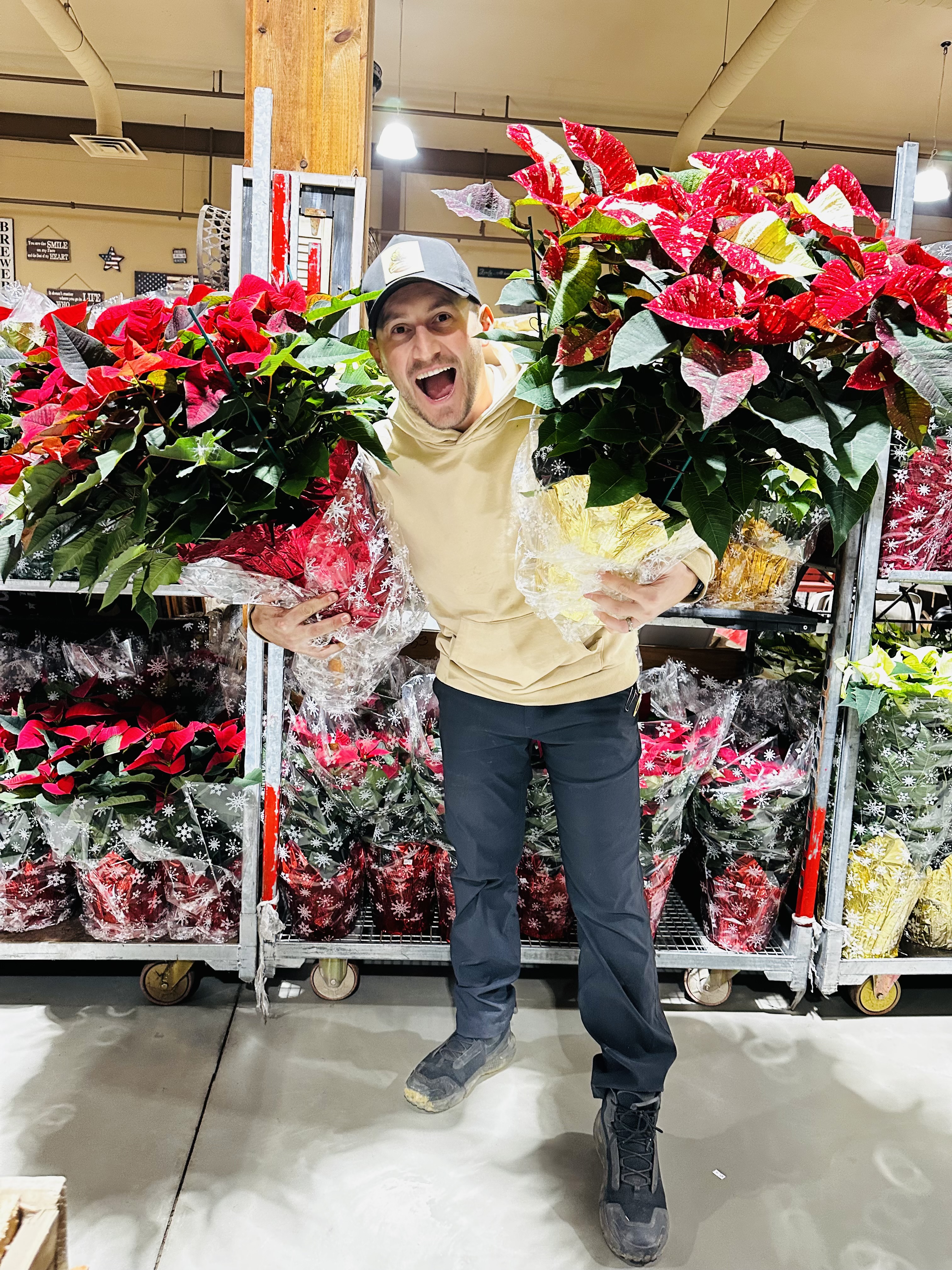 Holiday poinsettias at Maple Leaf Farms